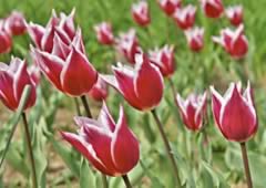 Floricultura em Cotia