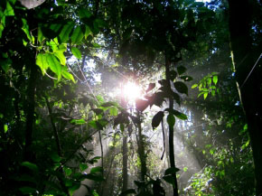 Reserva Florestal do Morro Grande em Cotia