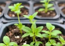 Programa Cotia Mais Verde