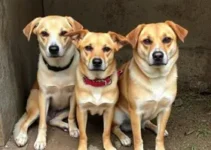 cães maus-tratos Cotia resgate canil clandestino