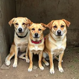 cães maus-tratos Cotia resgate canil clandestino