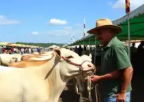 FEIAGRO de Cotia II