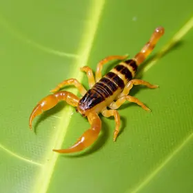 escorpião amarelo do nordeste
